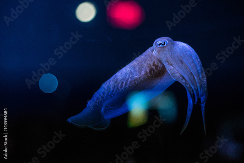Obraz na płótnie Cuttlefish w salonie
