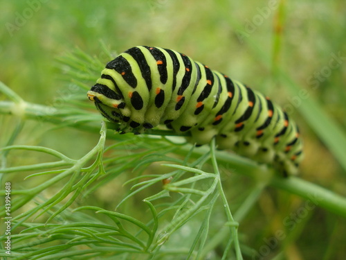 The green caterpillar on the leaves of the dill in the garden.