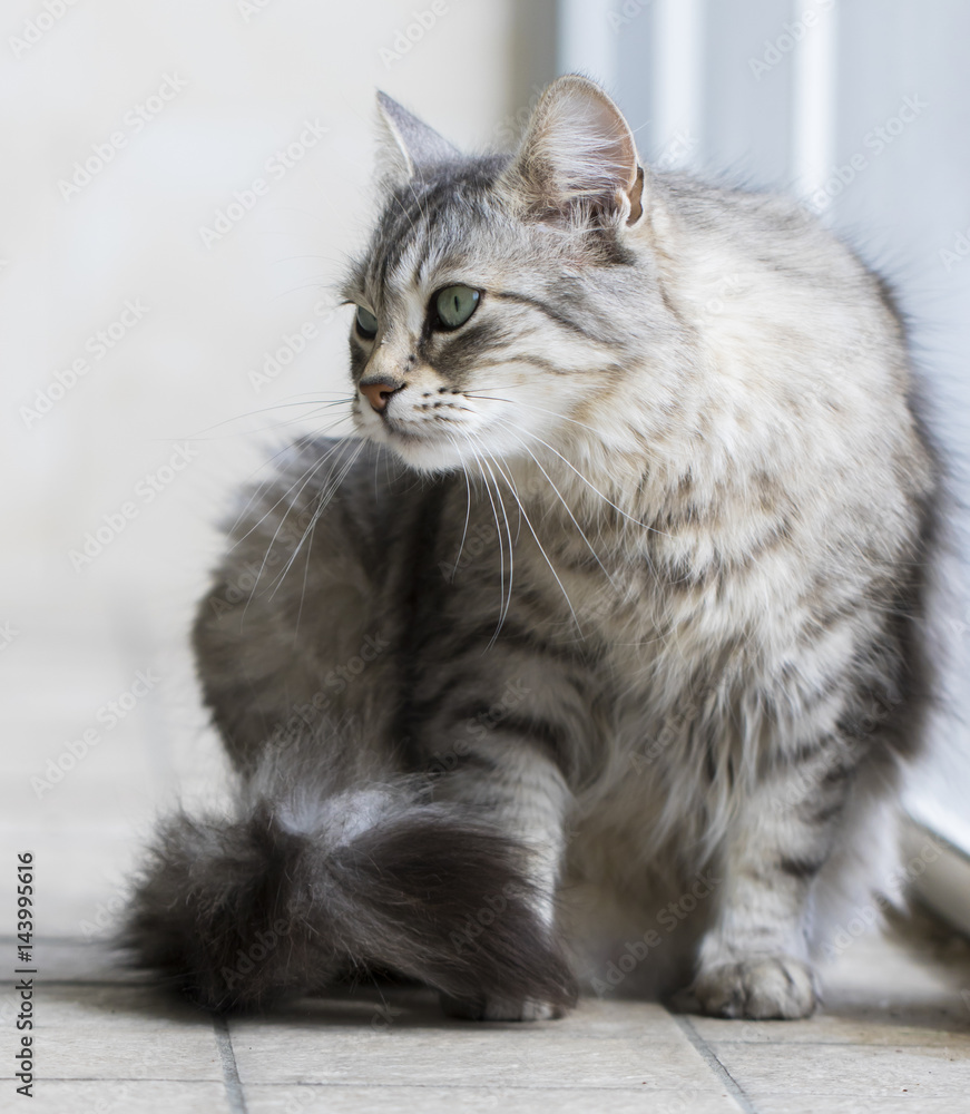 cat scratch, silver siberian breed