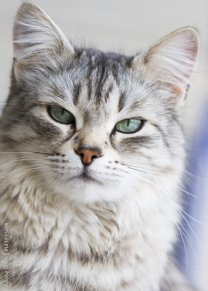 cat face, silver female of siberian breed cat face, silver female of siberian breed