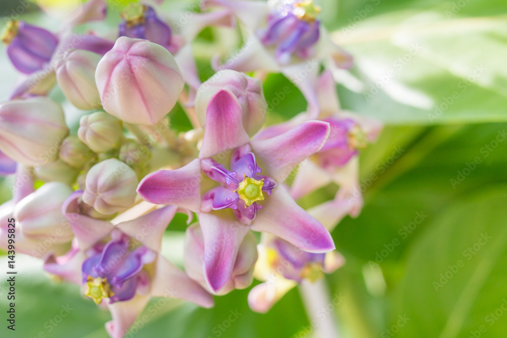 Fototapeta premium Calotropis gigantea in morning light closeup image 