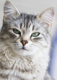 cat face, silver female of siberian breed