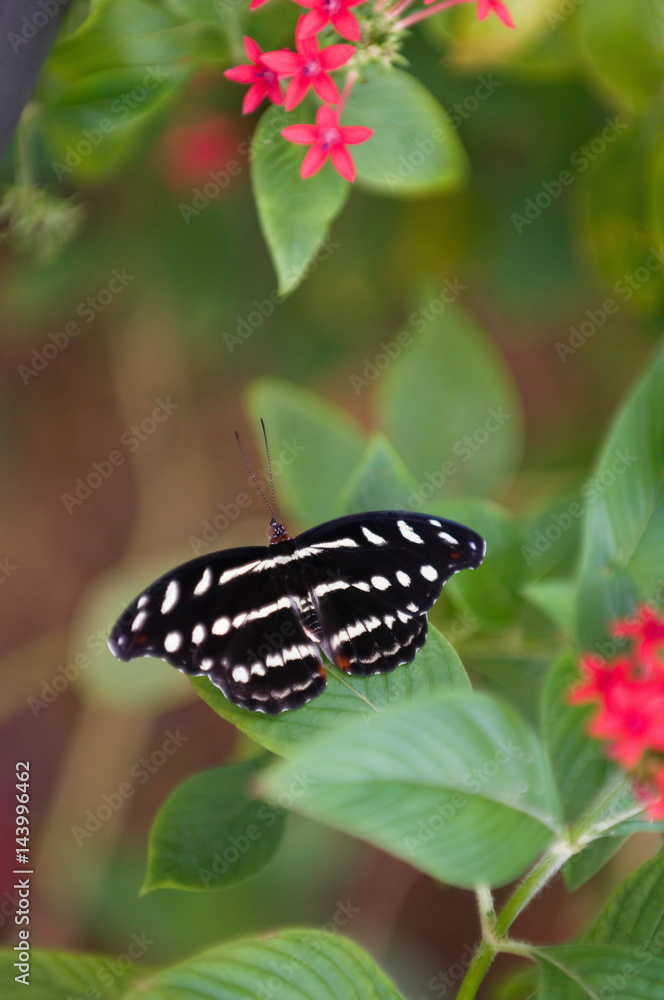Gracian shoemaker butterfly Gracian shoemaker butterfly
