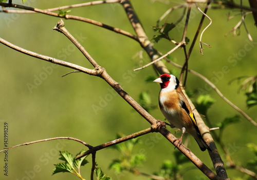 An adult goldfinch.