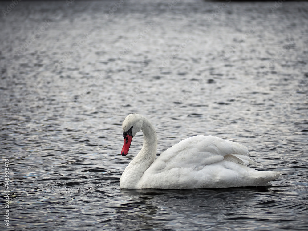 Fototapeta premium White swan at the lake top view