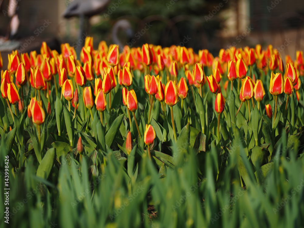 Obraz premium Red yellow tulips at the garden