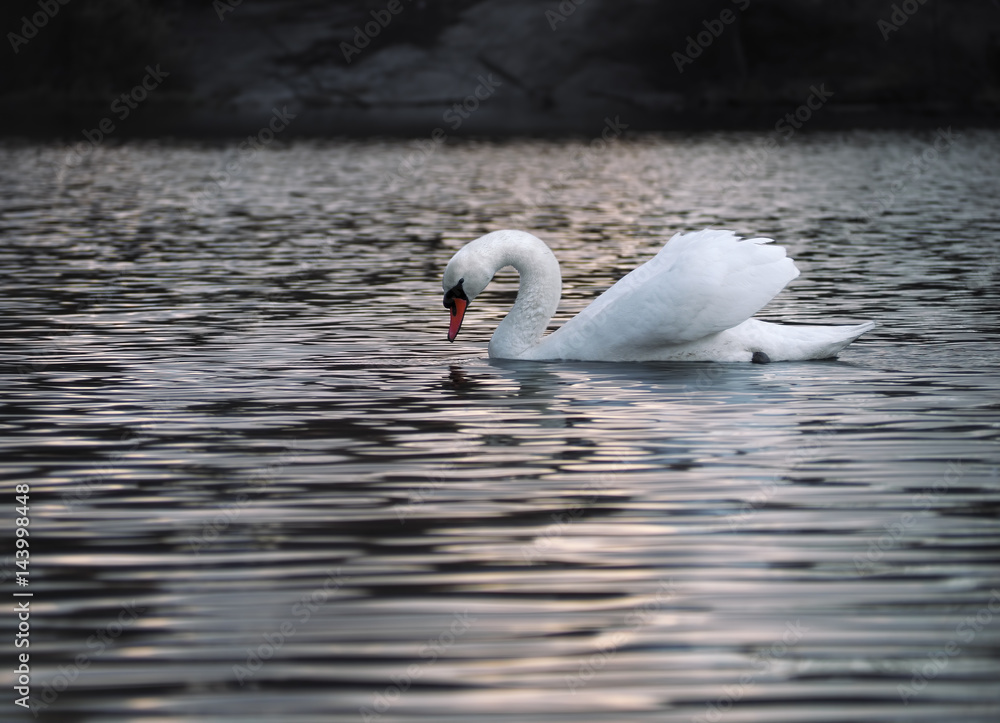 Fototapeta premium White swan posing at the water