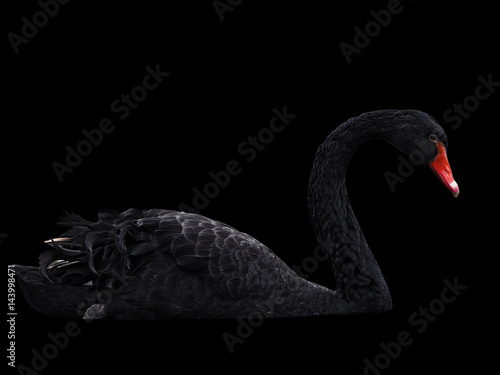 Black swans at the lake sweaming isolated at black photo