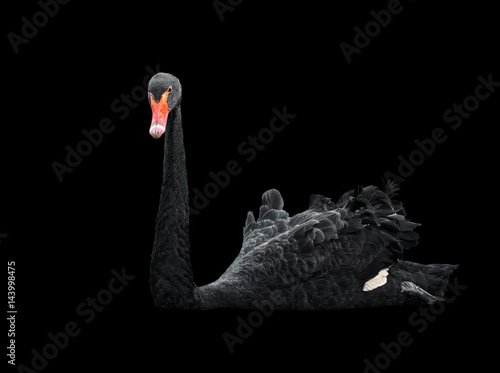 Fototapeta Naklejka Na Ścianę i Meble -  Black swan at the lake close up looking at camera isolated at black