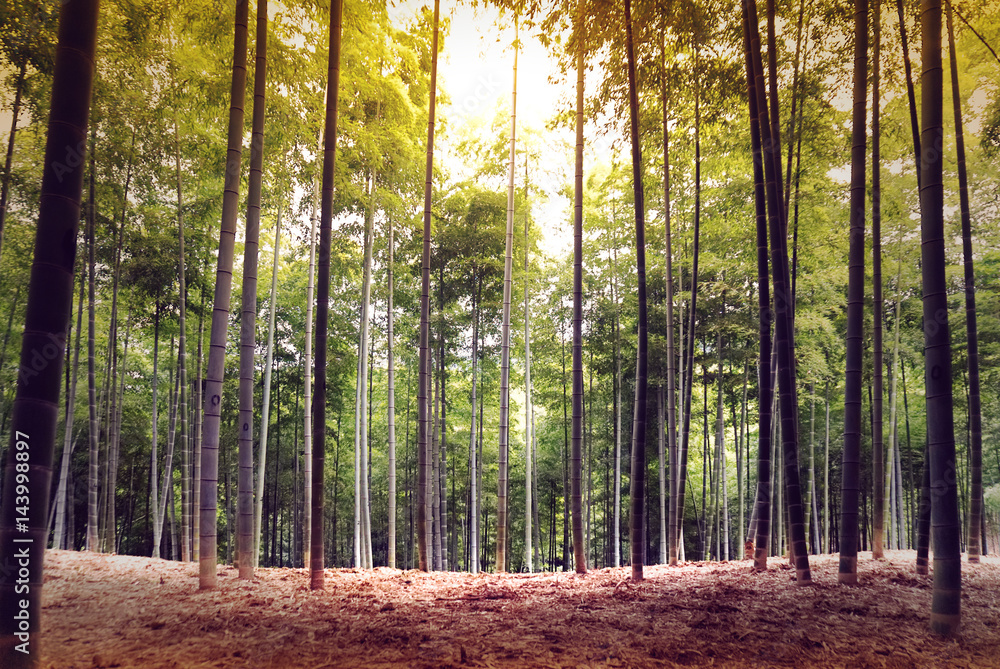 Obraz premium Bamboo forest in Kyoto Japan