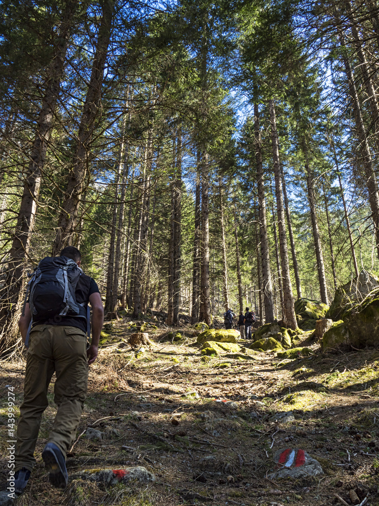 Fototapeta premium Trekking nelle alpi