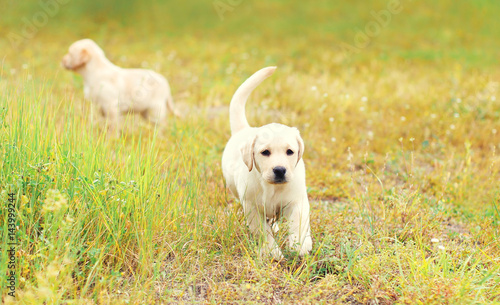 Two puppies dogs Labrador Retriever is running together outdoors on the grass