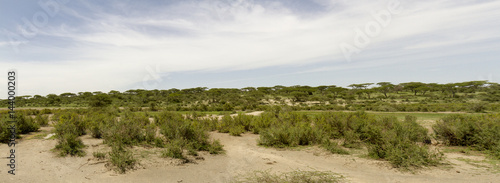 Panoramic landscape with acacia trees, Serengeti, Tanzania, Africa