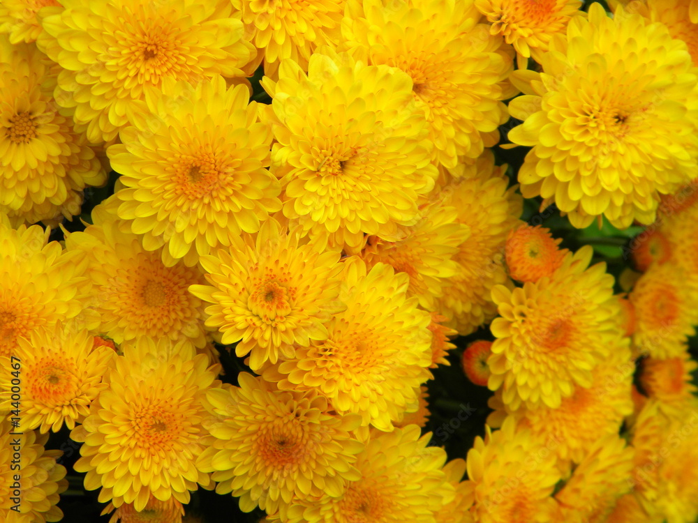 Yellow variegated chrysanthemum Yellow variegated chrysanthemum