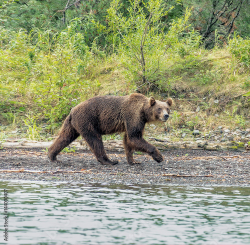 Kamchatka brown bear near the lake Dvukhyurtochnoe - Kamchatka, Russia. photo