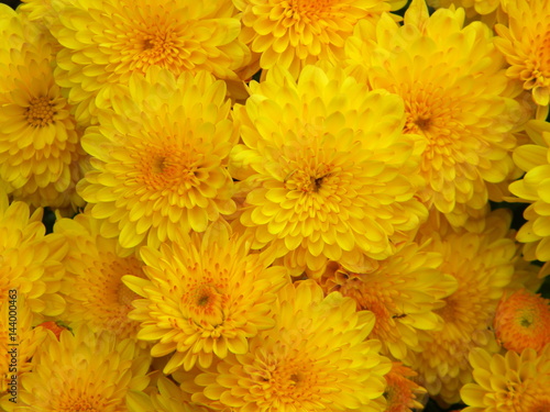 Yellow chrysanthemum up close