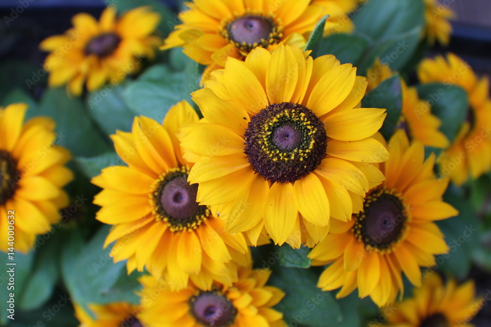 Rudbeckia 2 Rudbeckia 2