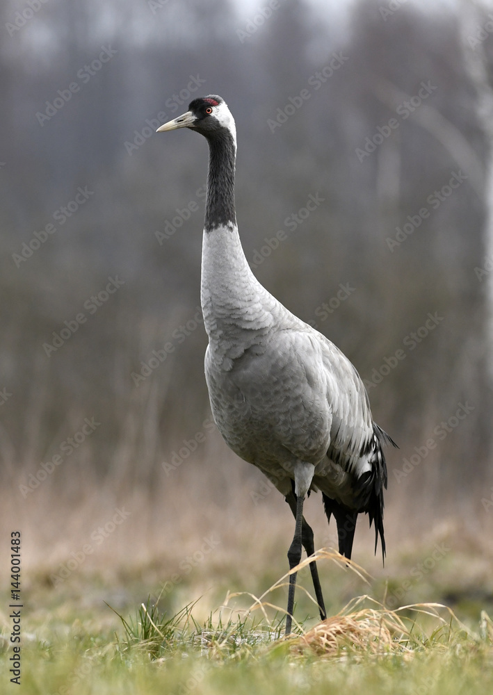 Obraz premium Common crane (Grus grus)