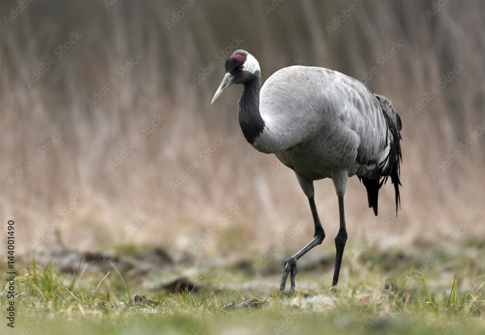 Common crane (Grus grus) Common crane (Grus grus)