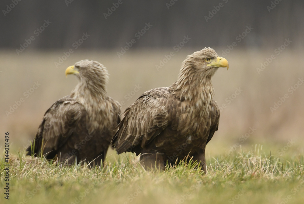 White tailed eagles (Halieetus albicilla) White tailed eagles (Halieetus albicilla)