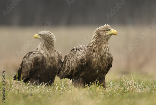 White tailed eagles (Halieetus albicilla)