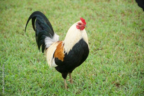 Colorful Rooster