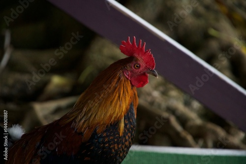 Rooster Up close and personal