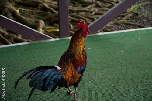 Rooster Walk