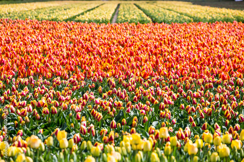 Wallpaper Mural Tulips in Lisse, Netherlands, Europe. Torontodigital.ca
