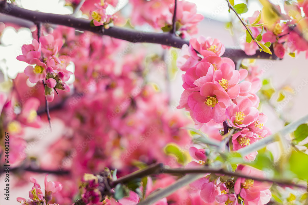 Fototapeta premium Rote Apfelblüten