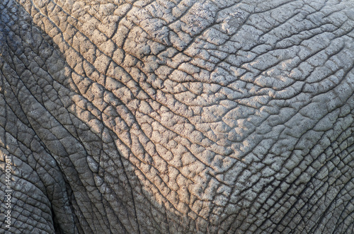 Elephant skin detail texture