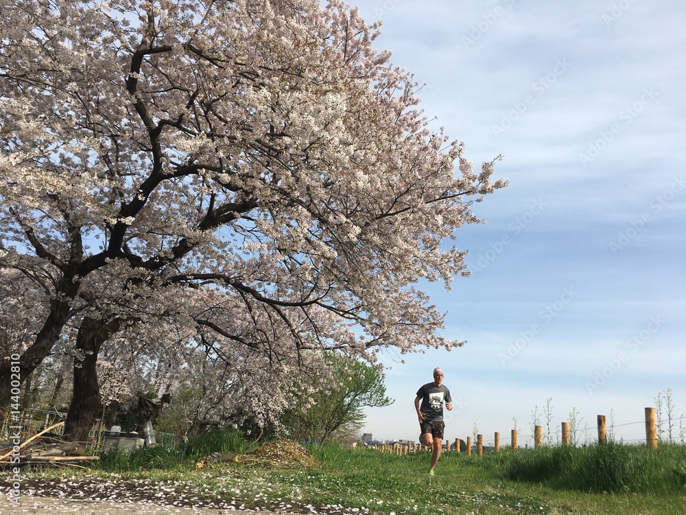 Male runner in spring with cherry blossom tree in bloom Male runner in spring with cherry blossom tree in bloom
