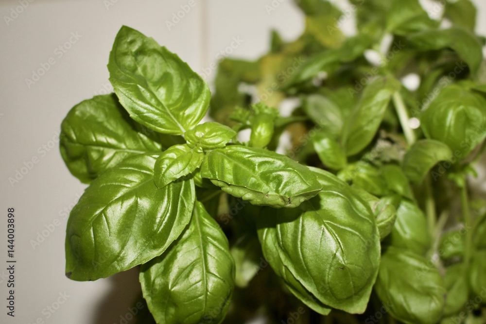 Fresh basil Fresh basil