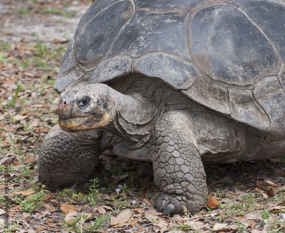 Aldabra tortoise close up with a mean eye and bloodied nose against dried leaves and grass background.