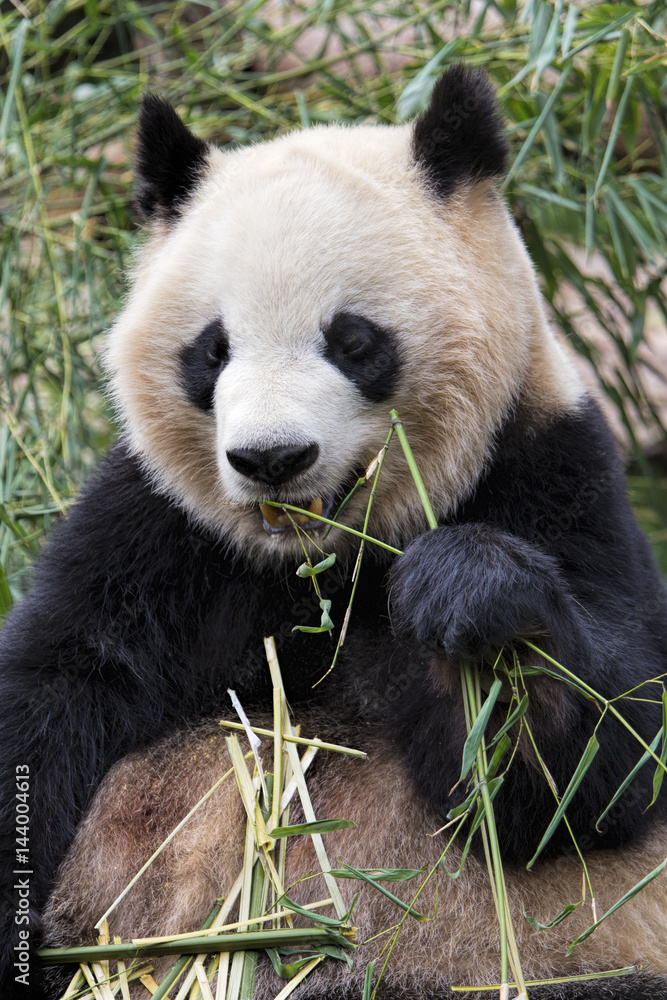 Adult Giant Panda eating bamboo, Chengdu China Adult Giant Panda eating bamboo, Chengdu China