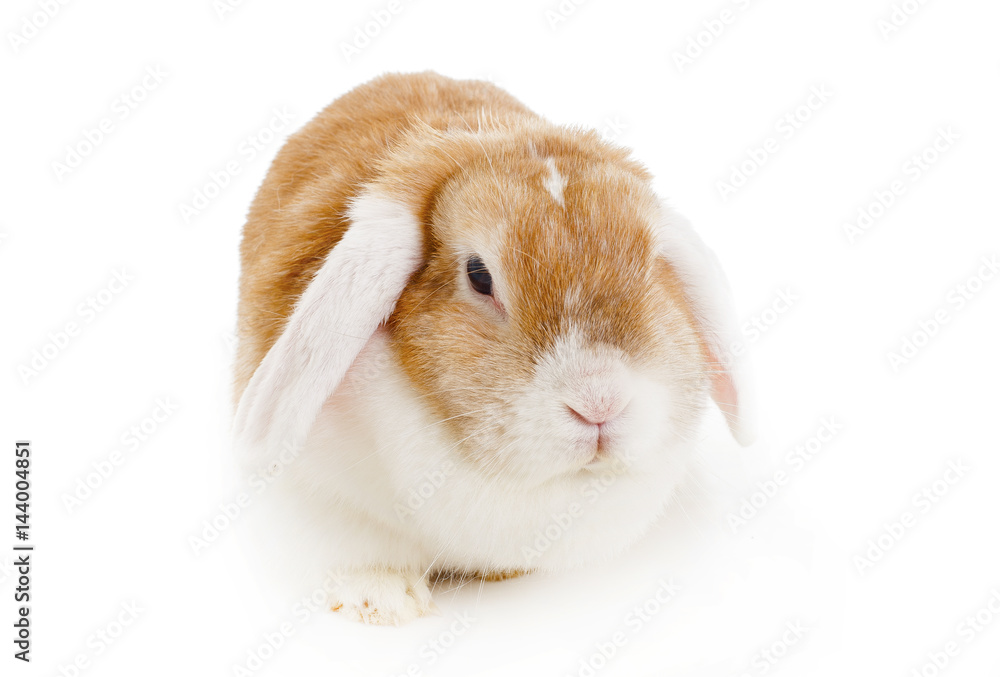 Easter bunny. Orange WO colored white ear cute rabbit pet in