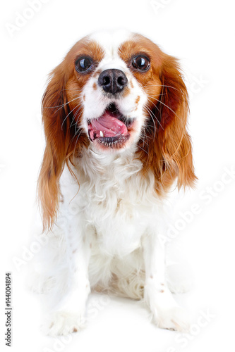 Talking loud dog. King charles spaniel puppy. Barking dog.