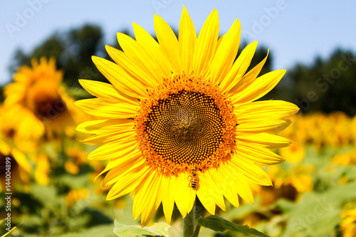 bee pollinating sunflower