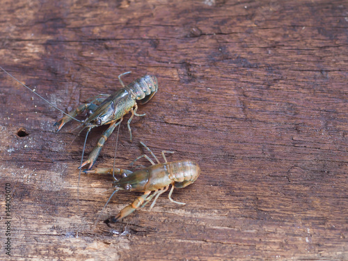 crayfish on the old wooden background