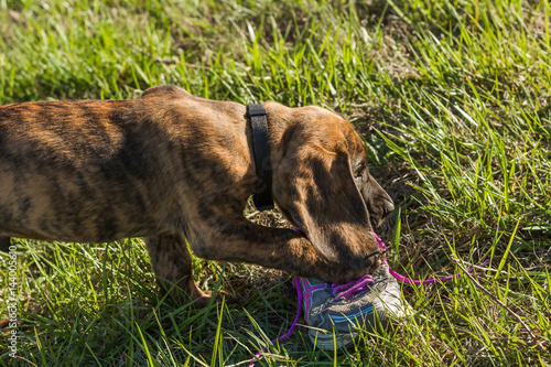 Foto Hanoverian Hound puppy chewing on a shoe