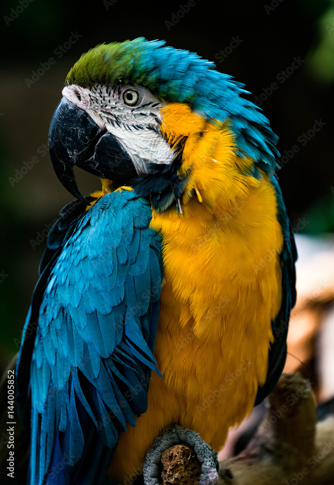 Blue and Gold Macaw Bird