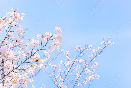 桜、日本の春の眺め。