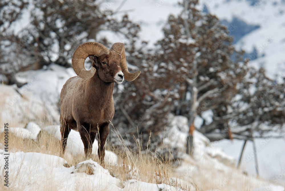 Rocky Mountain Bighorn Rocky Mountain Bighorn