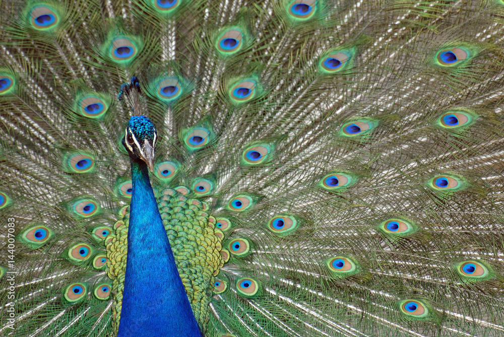 Fototapeta premium Peacock