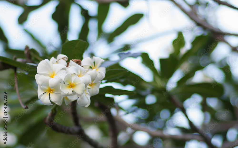 Obraz premium A set of white and yellow plumeria frangipani flowers on the tree in Thailand. Close up with bokeh