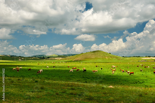 The cattle and flock of sheep on the grassland.