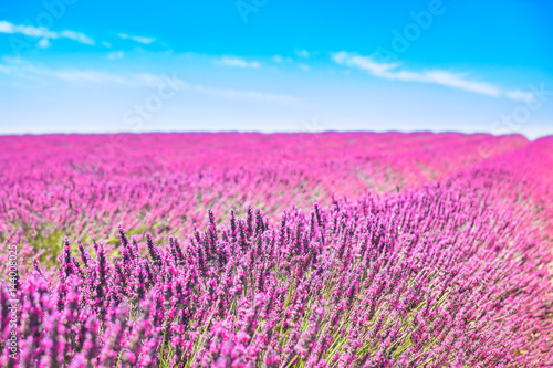 Lavender flowers blooming fields. Valensole Provence, France
