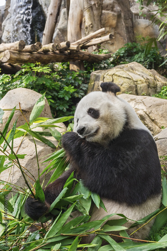Fototapeta Naklejka Na Ścianę i Meble -  Giant panda bear eating bamboo leaf