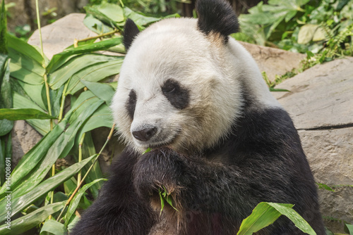 Fototapeta Naklejka Na Ścianę i Meble -  Giant panda bear eating bamboo leaf