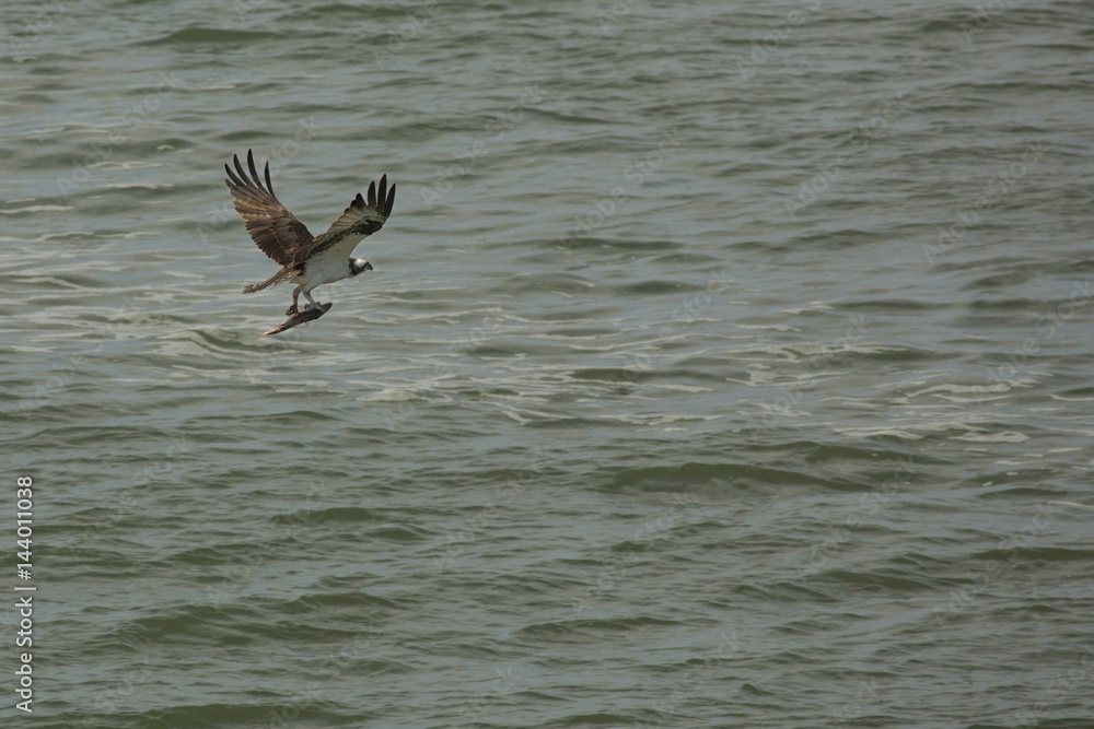 Osprey flying over Delaware River with fish in its talons.